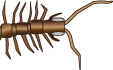 bug