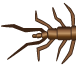 bug