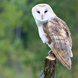 a barn owl with feathers, wings, and a beak