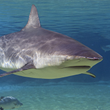 a bull shark with fins, underwater