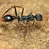a bull ant, a type of insect