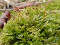 A patch of moss with green, feathery leaflets and brown pods on long, thin stems.
