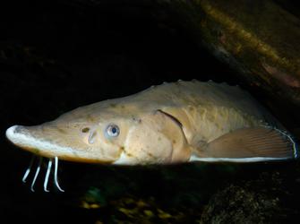 a lake sturgeon