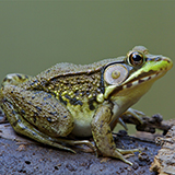 a green frog with moist skin