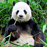 a panda with fur