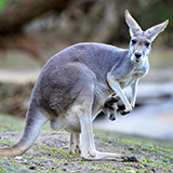 kangaroos with fur