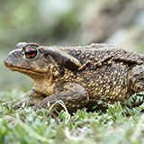 a common toad with moist skin