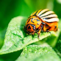 an orange beetle with black stripes