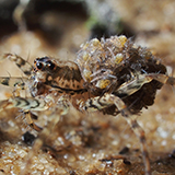 a wolf spider