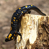 a fire salamander with moist skin