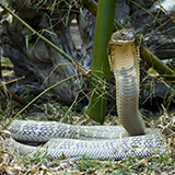 a cobra with scaly skin