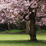 a cherry tree