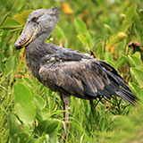 a shoebill with feathers, wings, and a beak