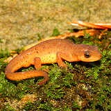 an eastern newt with moist skin