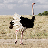 an ostrich with feathers, wings, and a beak