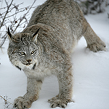 a lynx with fur