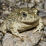an arroyo toad with moist skin