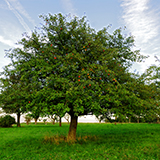 an apple tree