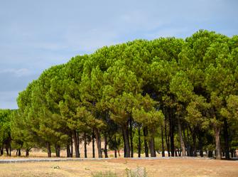 a group of tall trees with brown bark and green leaves