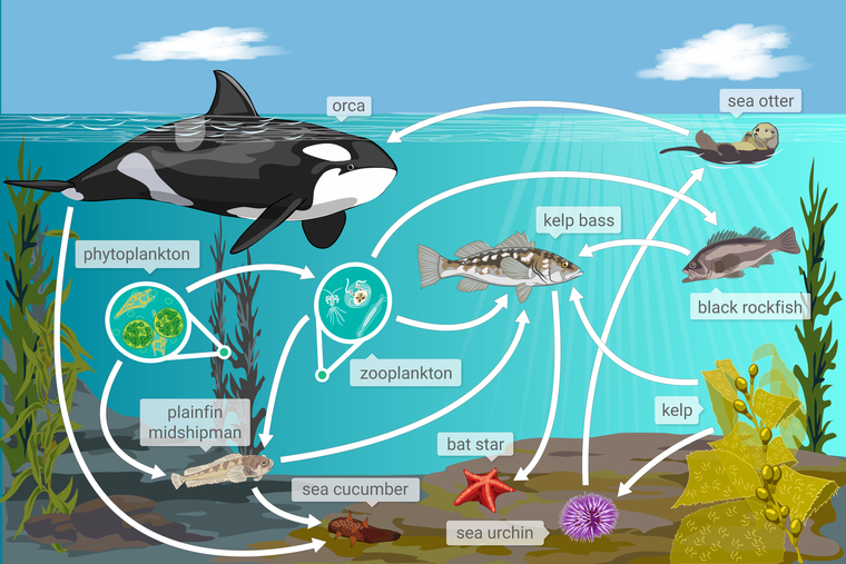 A food web of an ocean ecosystem in Monterey Bay. Organisms include phytoplankton, zooplankton, kelp bass, kelp, a bat star, a plainfin midshipman, an orca, a sea otter, a black rockfish, a sea urchin, and a sea cucumber. Arrows point between organisms to show how matter moves through the food web.