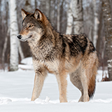 a gray wolf with fur