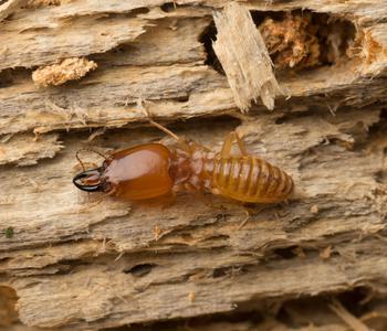 a picture of a termite eating dead wood