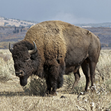 a bison with fur