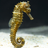 a seahorse with fins, underwater