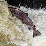 a salmon with fins, underwater