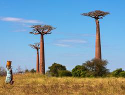 a photograph of Madagascar