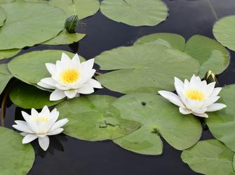 a plant with large white flowers next to flat round leaves on top of the water