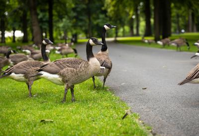geese in a park with room between them