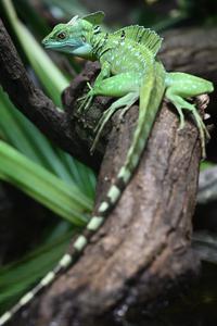A picture of a living green basilisk lizard on a tree branch. The basilisk has scaly skin and a very long tail. It has a tall, thin crest on its back and another one on top of its small head. It has scaly lips, rather than a beak. It has four legs with long toes on each foot. Its legs extend out to the sides to hold the lizard low to the ground.