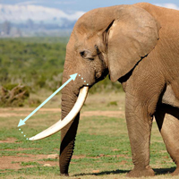 an African elephant with an arrow indicating its tusk length