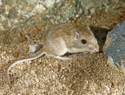 mouse
