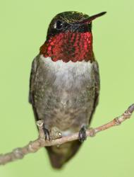 A ruby-throated hummingbird standing on a branch.