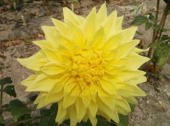 a plant with many pointed yellow petals