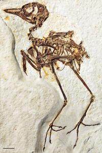 A picture of a Zygodactylus fossil skeleton on a flat slab of rock. The fossil has a relatively long, curved neck and a round head with a pointy beak. Its forelimbs are wings that fold against its body. Its legs are long and thin, and it has long, skinny toes on each foot. It has a very short tail made of very few bones.
