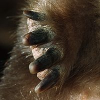 image of short-beaked echidna's feet