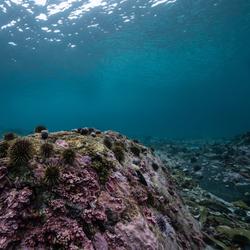 A picture taken underwater shows the ocean floor with no kelp and many sea urchins.