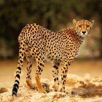 A large orange cat with many black spots is standing on some rocks. The cat has two orange eyes and a black nose shaped like a triangle. It also has a long tail with black stripes at the end.