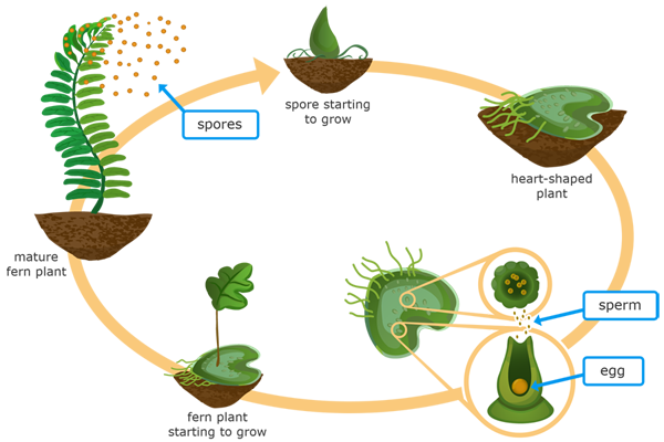 A circular diagram shows the life stages of a fern. The first stage is labeled "spore starting to grow" and shows a small green plant with a few roots. The next stage is labeled "heart-shaped plant" and shows a small, flat plant in the shape of a heart with roots extending from the bottom. Next, a close-up of the heart-shaped plant shows two structures. One of them is bumpy and circular with small dots labeled "sperm" coming out of it. The sperm are falling into the second structure, which is shaped like a vase with a circular structure labeled "egg" at the bottom. The next stage is labeled "fern plant starting to grow" and shows a slender stalk with a single leaf growing up out of the heart-shaped plant. The final stage is labeled "mature fern plant" and shows a long stalk with many small leaves extending from the sides. Small, circular structures labeled "spores" are coming off the leaves at the top of the plant. An arrow points back to the spore starting to grow in order to show a complete cycle.