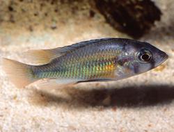 an East African cichlid fish swimming near a lake's sandy bottom