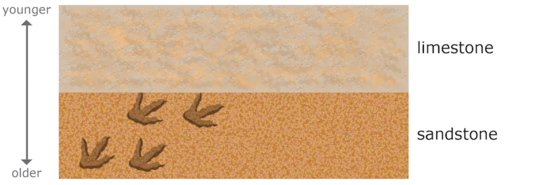 A diagram with two layers of rock. A layer of sandstone with footprints is below a layer of limestone. A vertical, double-headed arrow shows the age of the rock layers. The oldest rock layer is at the bottom of the diagram. The youngest rock layer is at the top of the diagram.