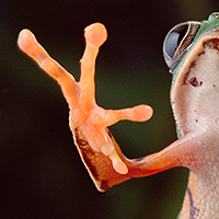 image of a tiger-striped leaf frog's feet