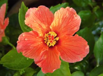 a plant with five bright orange petals
