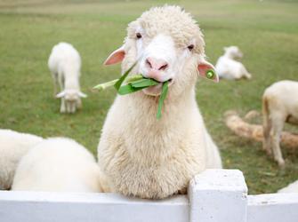 a sheep eating plants
