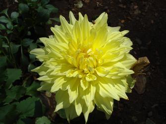 a plant with many pointed yellow petals