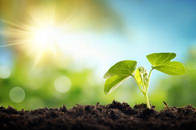 The Sun shines on a seedling.