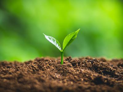 a seedling growing in soil